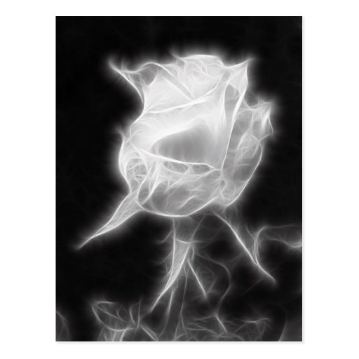 Essence of a Rose 2 Post Card