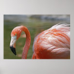"Essence of Elegance", Pink Flamingo Poster