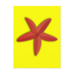 etoile_de_mer_Vector_Clipart red starfish sealife Postcards