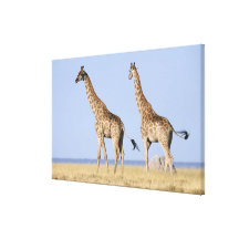 Etosha National Park, Namibia Gallery Wrap Canvas
