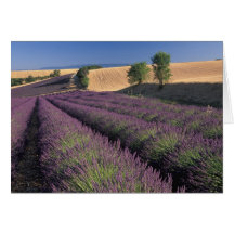 EU, France, Provence, Lavender fields 3 Card