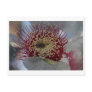 Eucalyptus macocarpa - 02 post cards