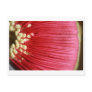 Eucalyptus macocarpa postcards