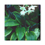 Eucharis Grandiflora (Amazon) Pink flowers Refrigerator Magnets