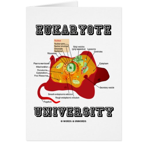 Eukaryote University (Animal Cell) Cards