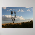 Euphobia(?) tree posters