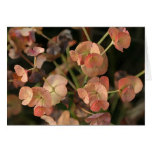 Euphorbia in the Autumn sunlight Greeting Cards