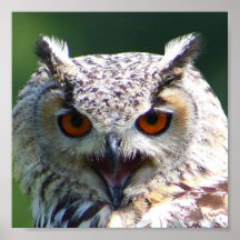 Eurasian Eagle-owl Posters