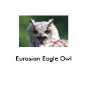 Eurasian Eagle Owl t-shirts
