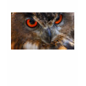 Eurasian Eagle Owl t-shirts