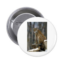Eurasian Lynx (Lynx lynx) 3 Pinback Button