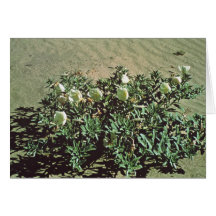 Eureka Evening Primrose Card