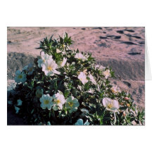 Eureka Evening Primrose Card