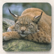 Europ�_ischer Luchs, Eurasischer Luchs (Lynx Beverage Coasters