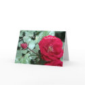 Europa Rose Card