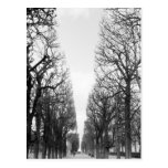 Europe, France, Paris. Winter trees, Marco Polo Postcards