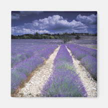 Europe, France, Provence. Lavander fields Magnet
