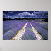 Europe, France, Provence. Lavander fields Poster