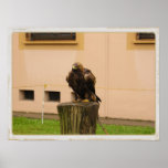 European alcon