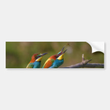 European Bee Eater Birds in Ariège France Bumper Sticker