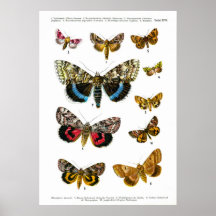 European Butterflies (Plate 16) Poster