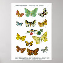 European Butterflies (Plate 17) Posters