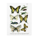 European Butterflies Plate I Postcard