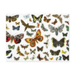 European Butterfly Collage Postcards