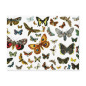 European Butterfly Collage postcards