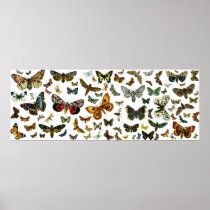 European Butterfly Collage