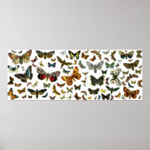 European Butterfly Collage Print