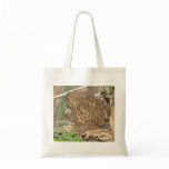 European Common Toad Budget Tote Bag