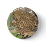 European Common Toad Button