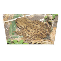 European Common Toad Canvas Print