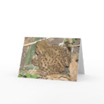 European Common Toad Greeting Card