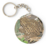 European Common Toad Keychain