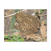 European Common Toad Postcard