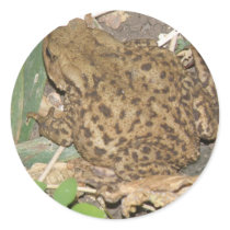 European Common Toad Stickers