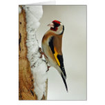 European Goldfinch in snow greeting card