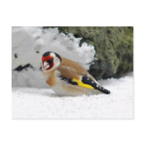 European Goldfinch in snow postcard