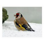 European Goldfinch in snow postcard