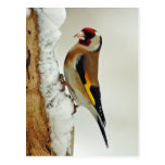 European Goldfinch in snow postcard