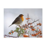 European Robin and orange berry Postcard