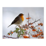 European Robin and orange berry Postcard