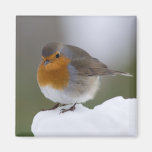 European Robin in snow magnet