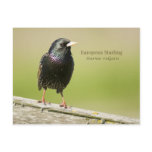 European Starling Postcards