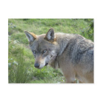 European Wolf