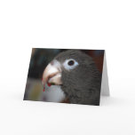 Eve 2 greeting cards