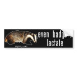 Even Badgers Lactate bumper stickers