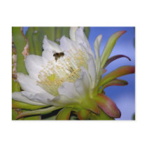 Even Busy As A Bee, I Feel Your Discomfort Post Cards